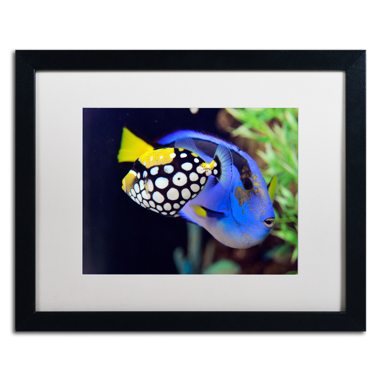 Kurt Shaffer 'Colorful Tropical Fish' Black Wooden Framed Art 18 X 22 Inches