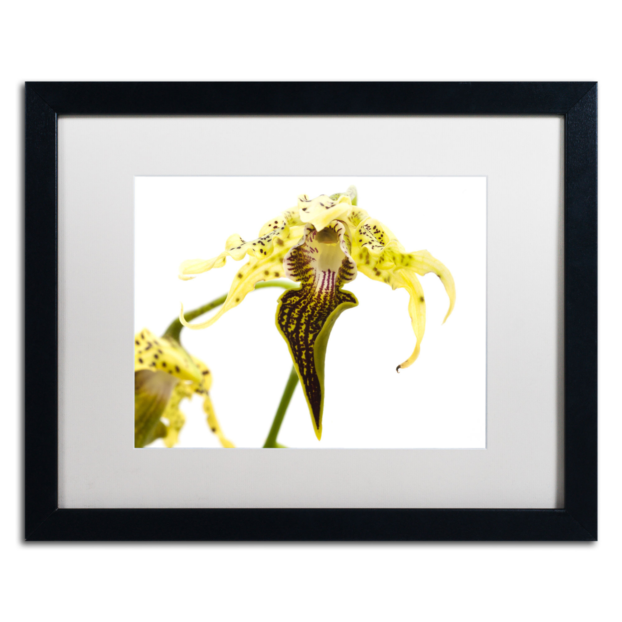 Kurt Shaffer 'Wild Looking Orchid' Black Wooden Framed Art 18 X 22 Inches