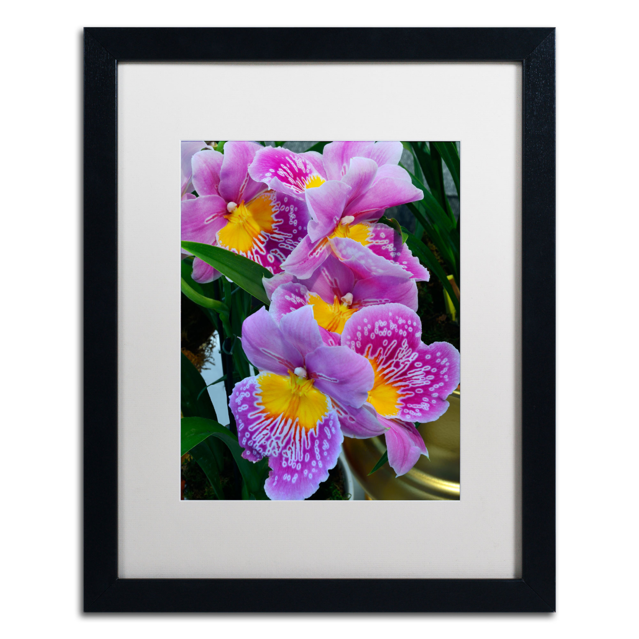 Kurt Shaffer 'Happy Orchids' Black Wooden Framed Art 18 X 22 Inches