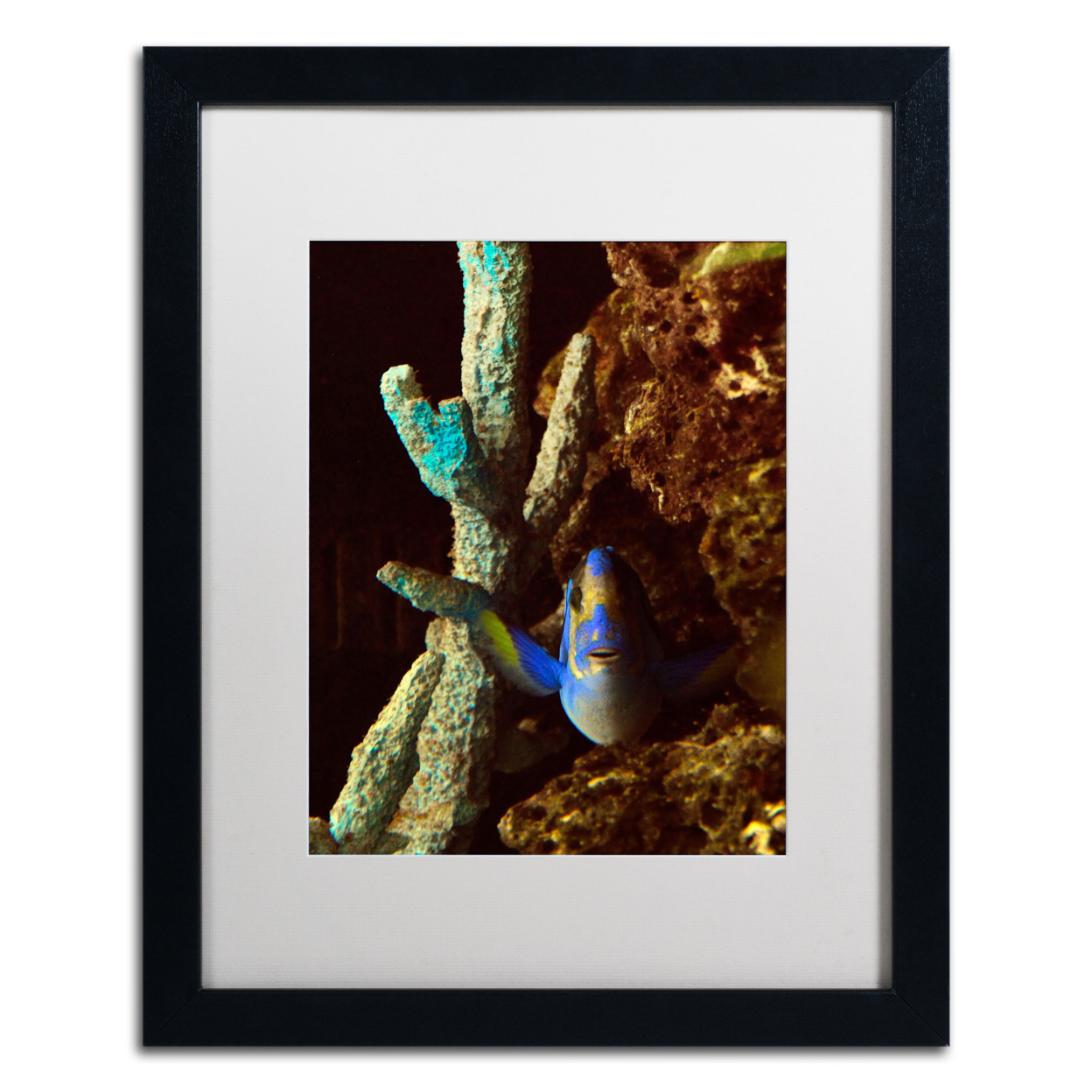 Kurt Shaffer 'Fish In The Rocks' Black Wooden Framed Art 18 X 22 Inches