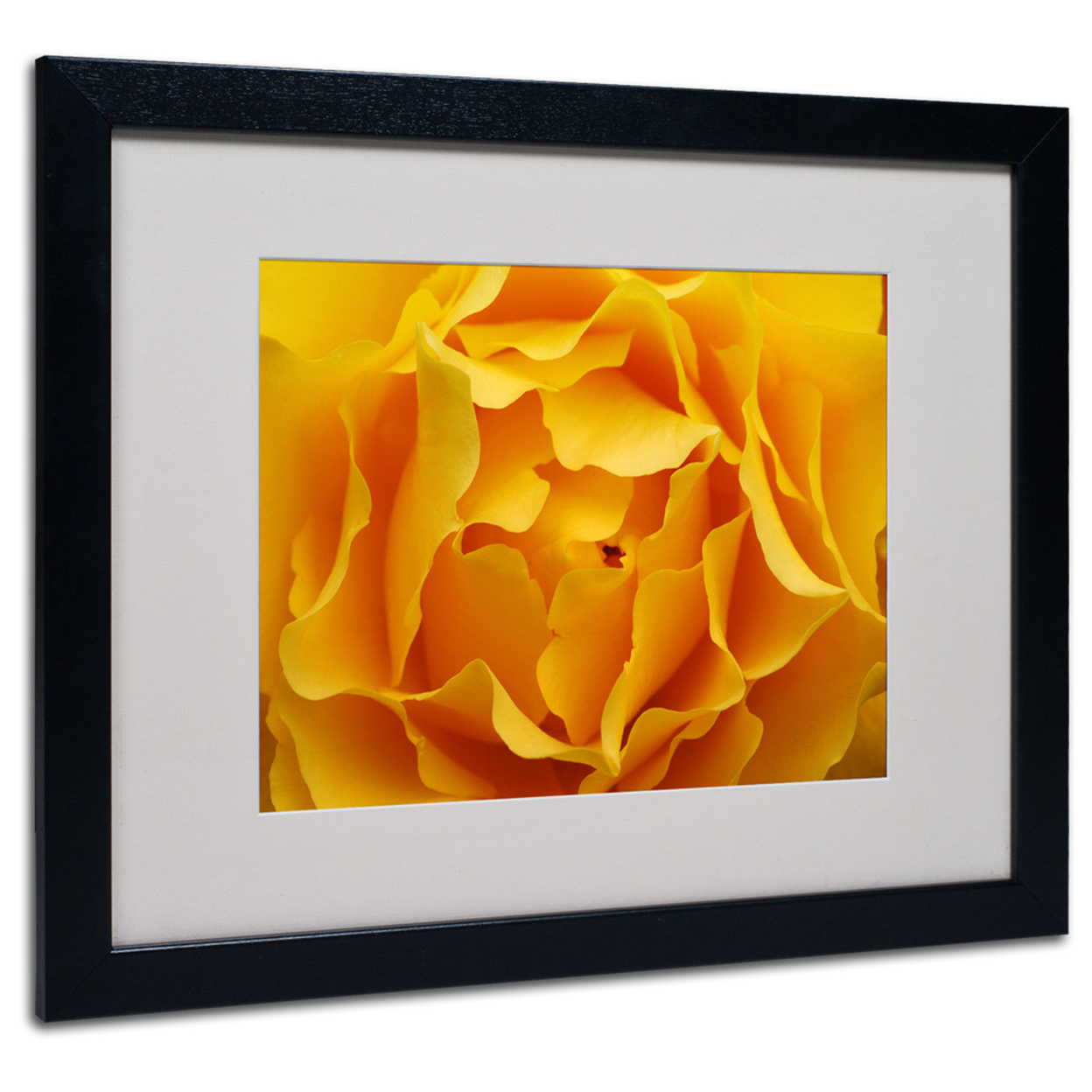 Kurt Shaffer 'Hypnotic Yellow Rose' Black Wooden Framed Art 18 X 22 Inches