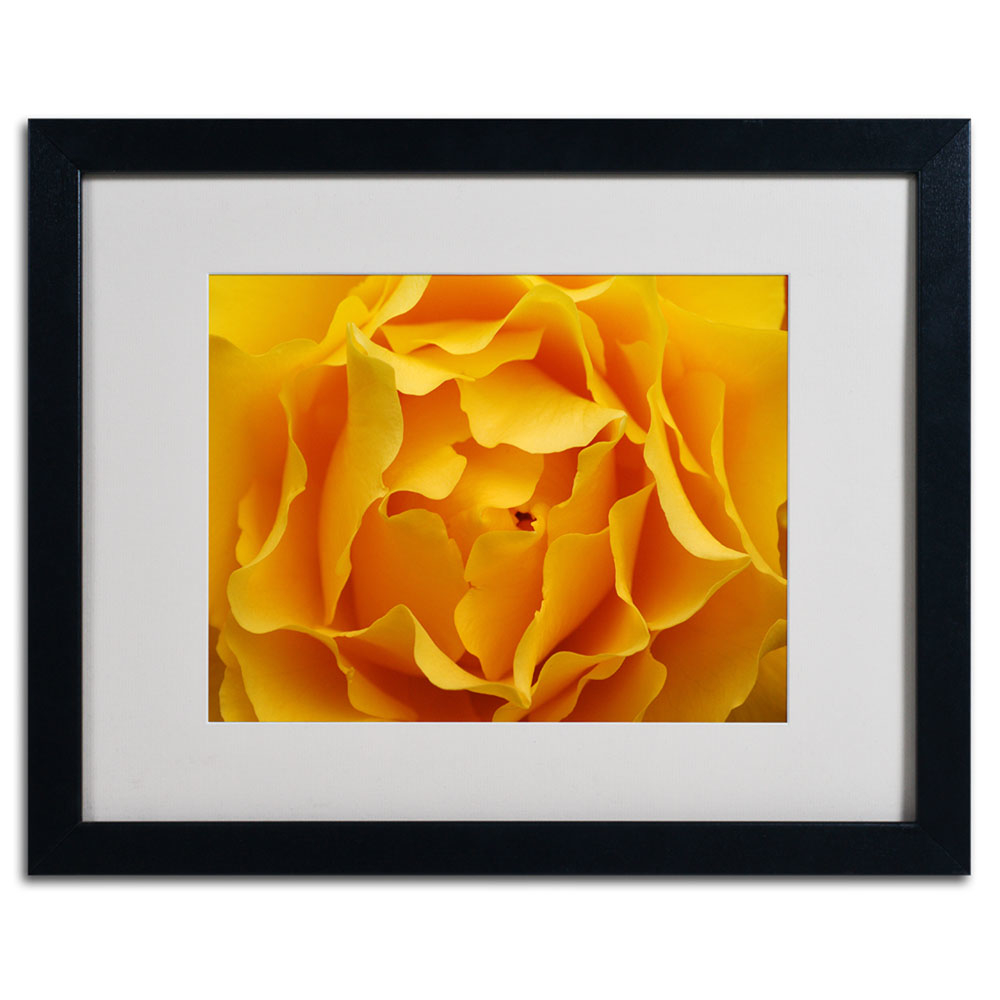 Kurt Shaffer 'Hypnotic Yellow Rose' Black Wooden Framed Art 18 X 22 Inches