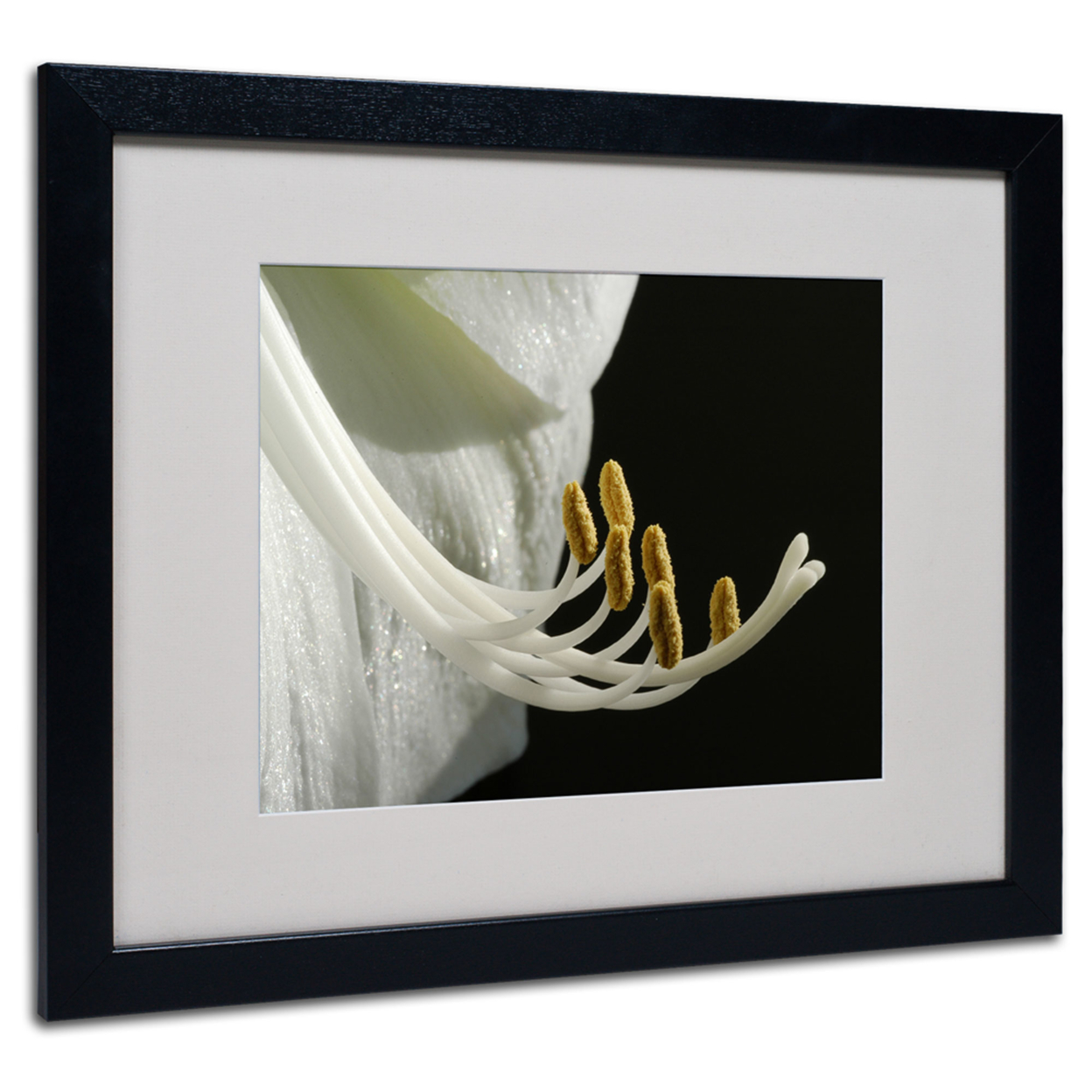 Kurt Shaffer 'Intimate Amaryllis' Black Wooden Framed Art 18 X 22 Inches