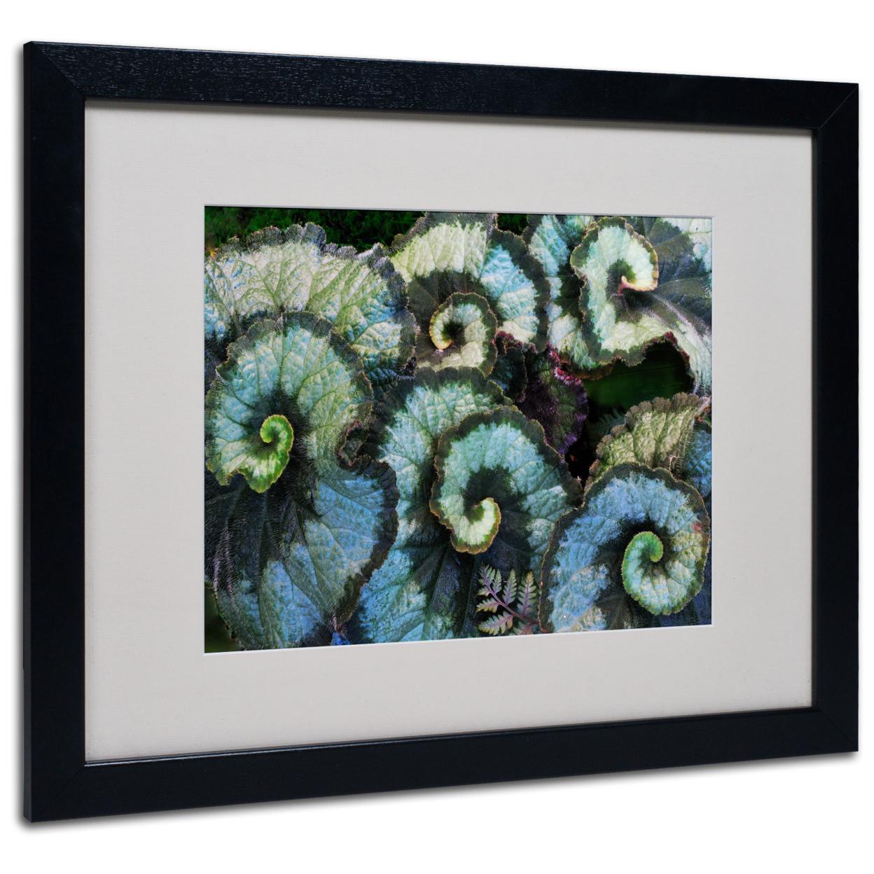 Kurt Shaffer 'Escargot Begonia' Black Wooden Framed Art 18 X 22 Inches