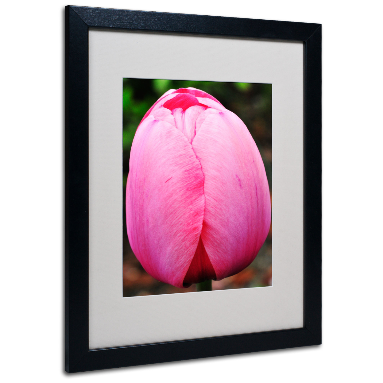 Kurt Shaffer 'Perfect Pink Tulip' Black Wooden Framed Art 18 X 22 Inches