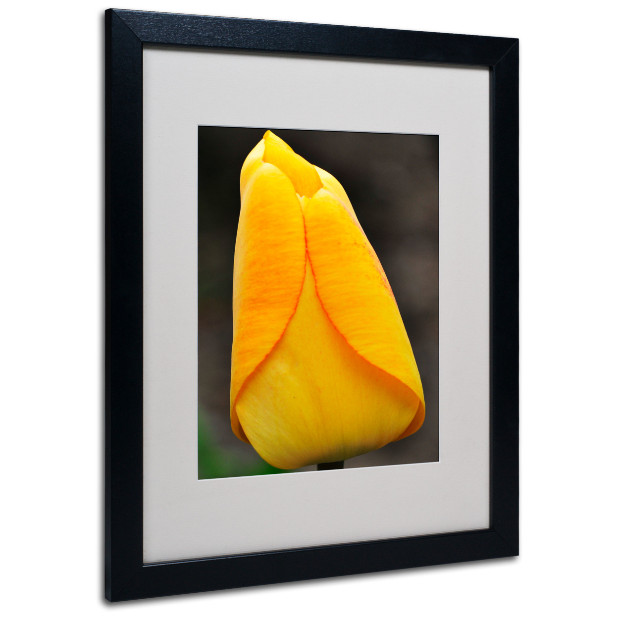Kurt Shaffer 'Perfect Yellow Tulip' Black Wooden Framed Art 18 X 22 Inches
