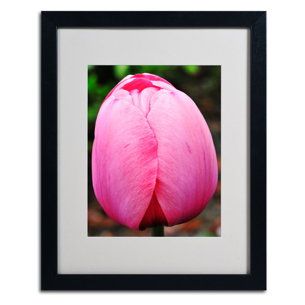 Kurt Shaffer 'Perfect Pink Tulip' Black Wooden Framed Art 18 X 22 Inches