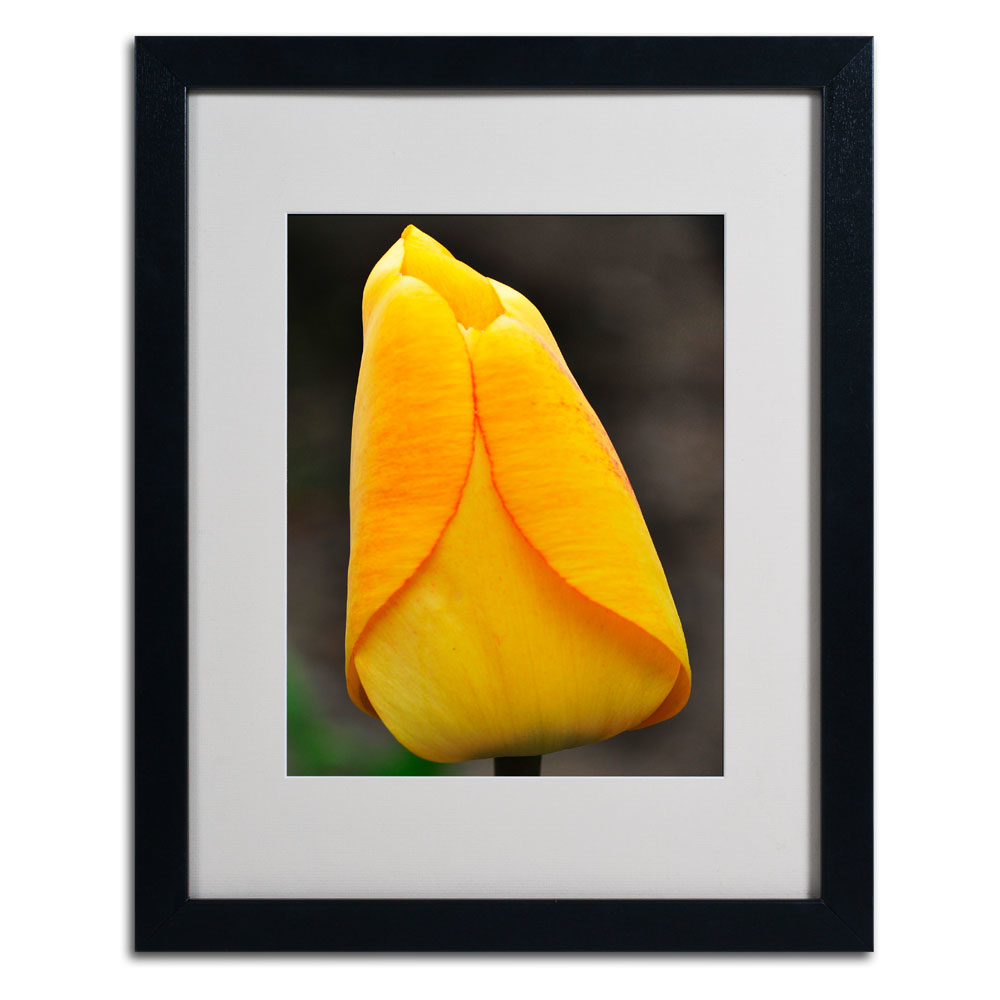 Kurt Shaffer 'Perfect Yellow Tulip' Black Wooden Framed Art 18 X 22 Inches
