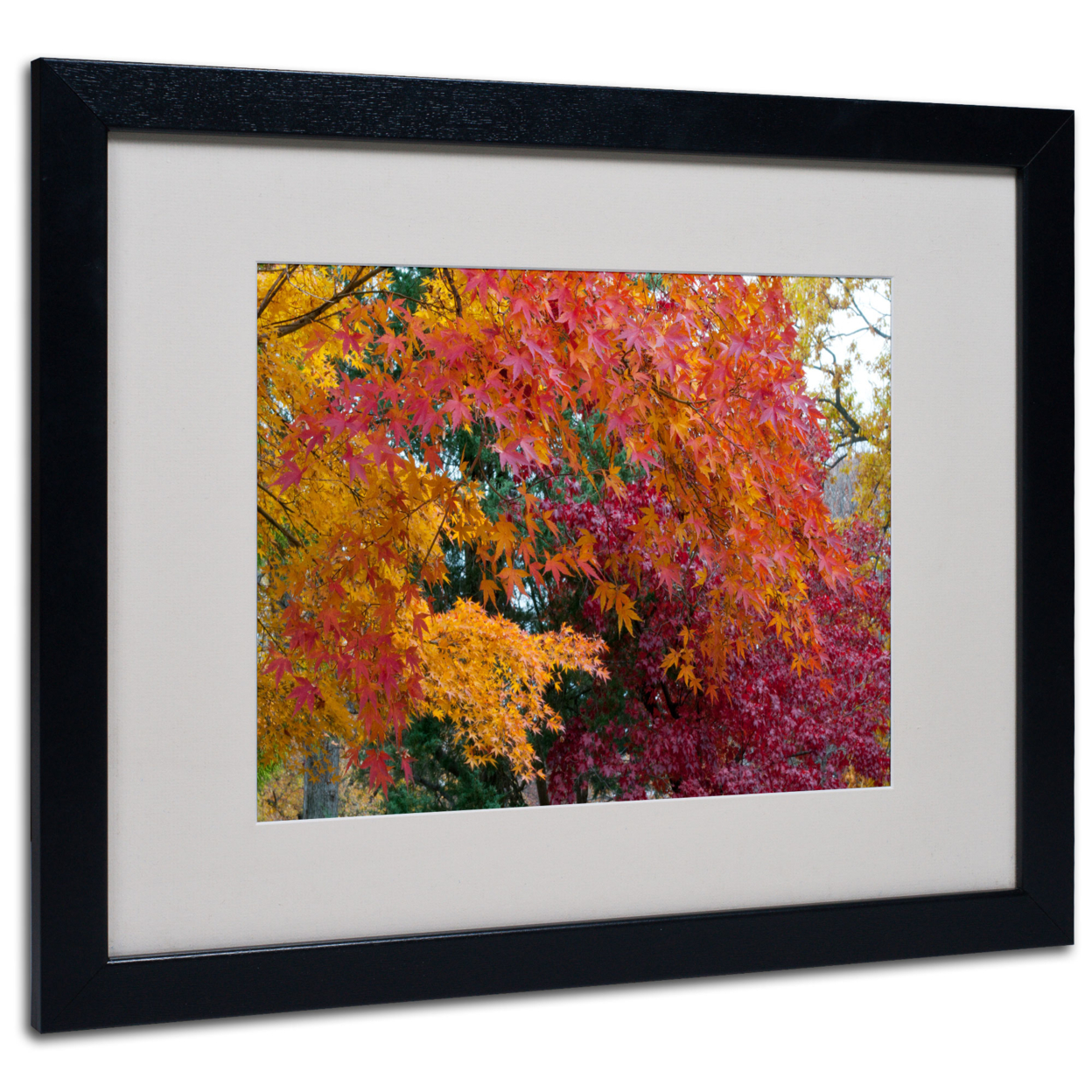 Kurt Shaffer 'Autumn Explosion' Black Wooden Framed Art 18 X 22 Inches