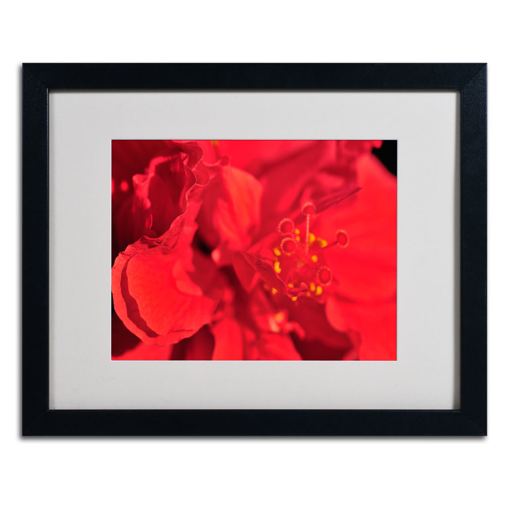 Kurt Shaffer 'Red Red Hibiscus' Black Wooden Framed Art 18 X 22 Inches