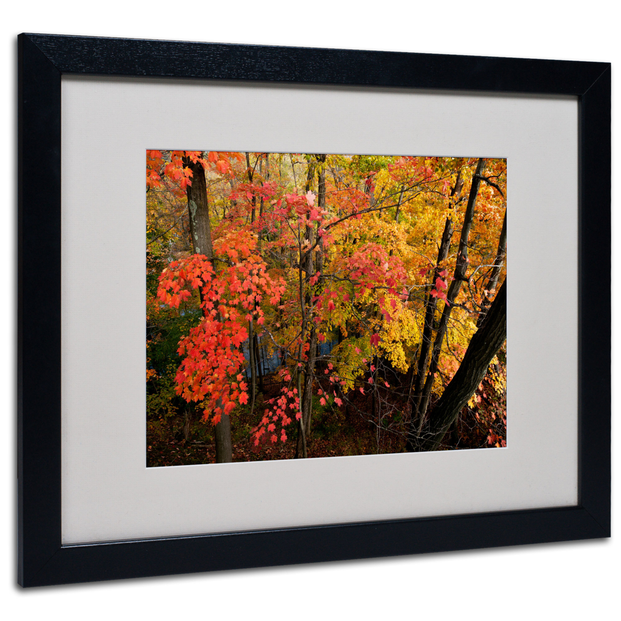 Kurt Shaffer 'Brilliant Autumn Forest' Black Wooden Framed Art 18 X 22 Inches