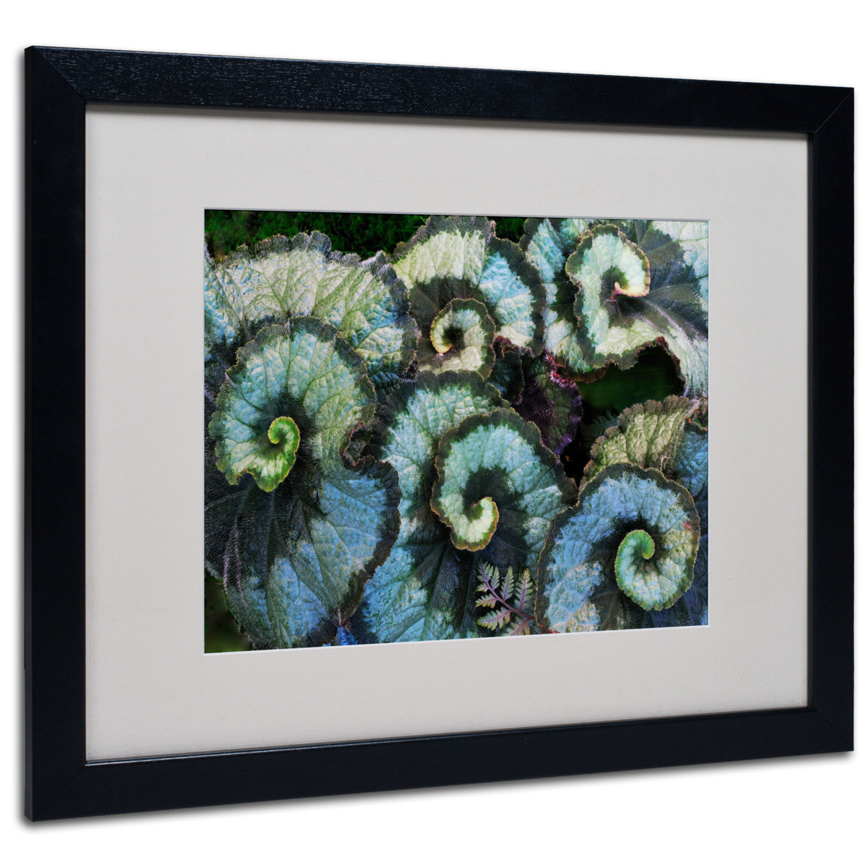 Kurt Shaffer 'Escargo Begonia Leaves' Black Wooden Framed Art 18 X 22 Inches