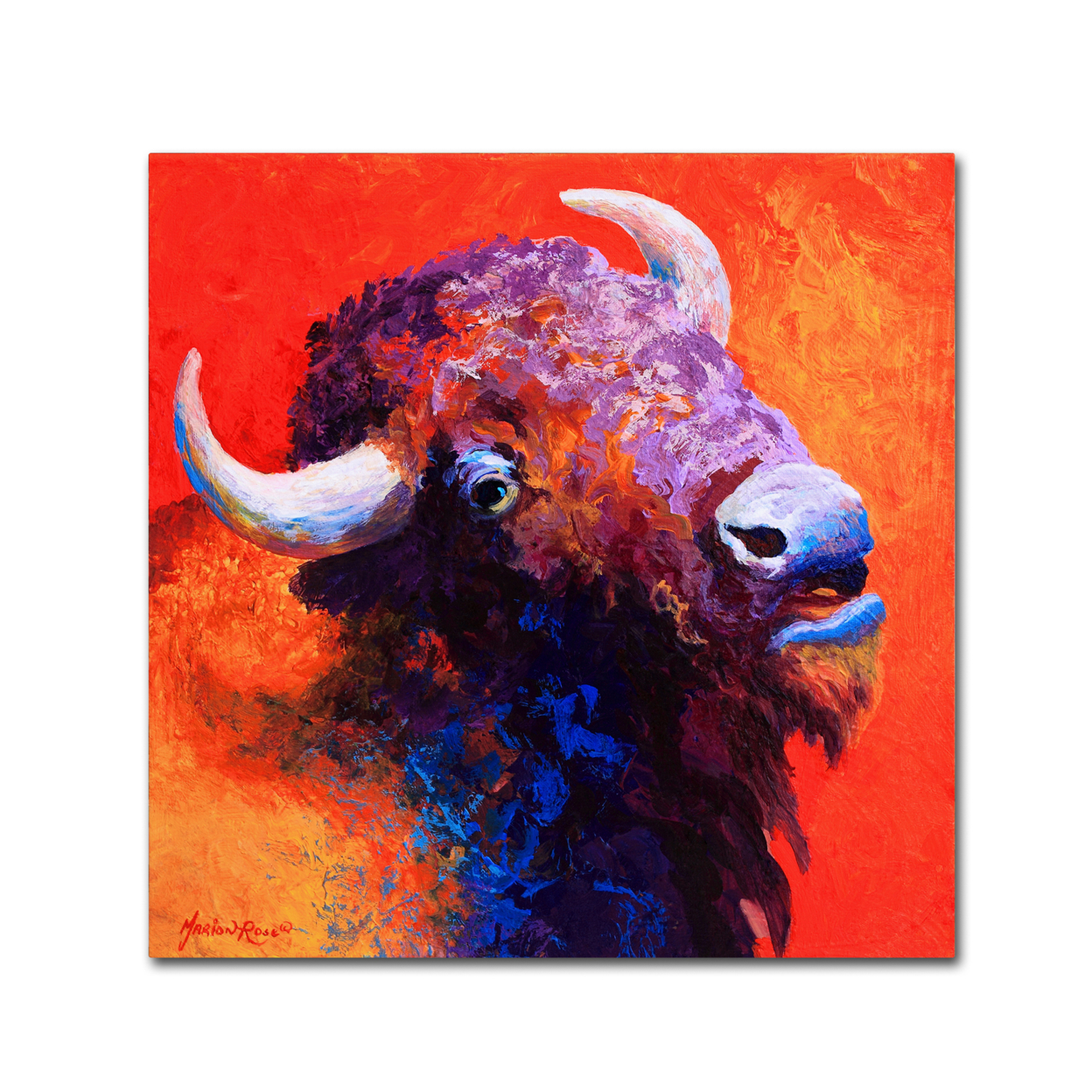 Marion Rose 'Bison Attitude' Ready To Hang Canvas Art 14 X 14 Inches Made In USA
