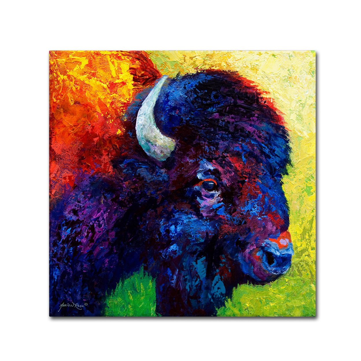 Marion Rose 'Bison Head III' Ready To Hang Canvas Art 14 X 14 Inches Made In USA