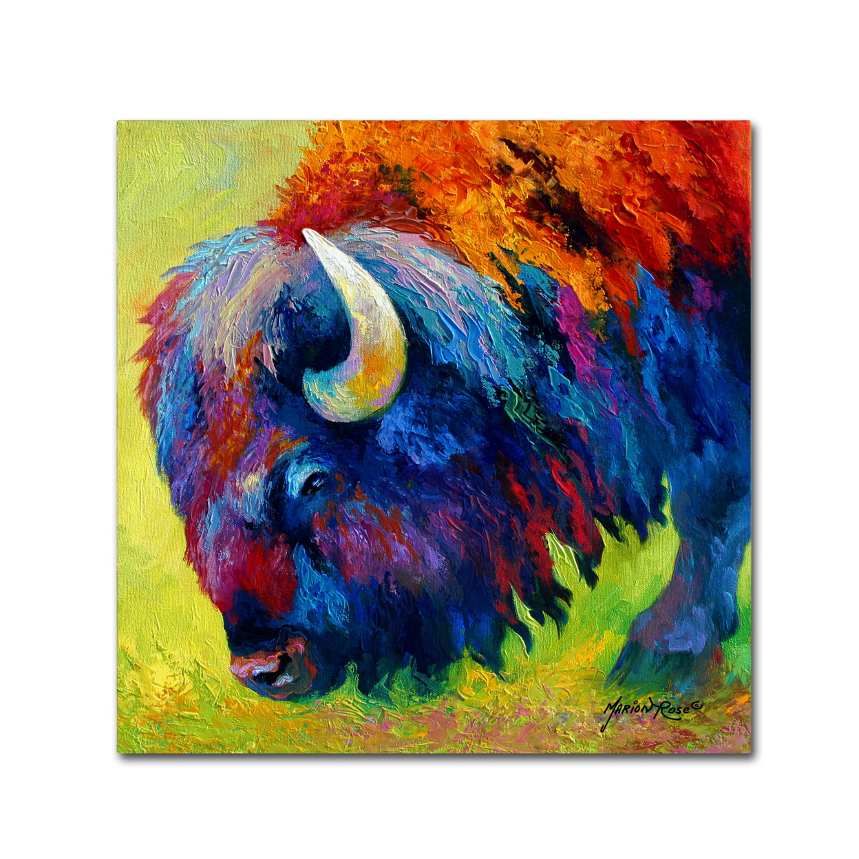 Marion Rose 'Bison Portrait II' Ready To Hang Canvas Art 14 X 14 Inches Made In USA