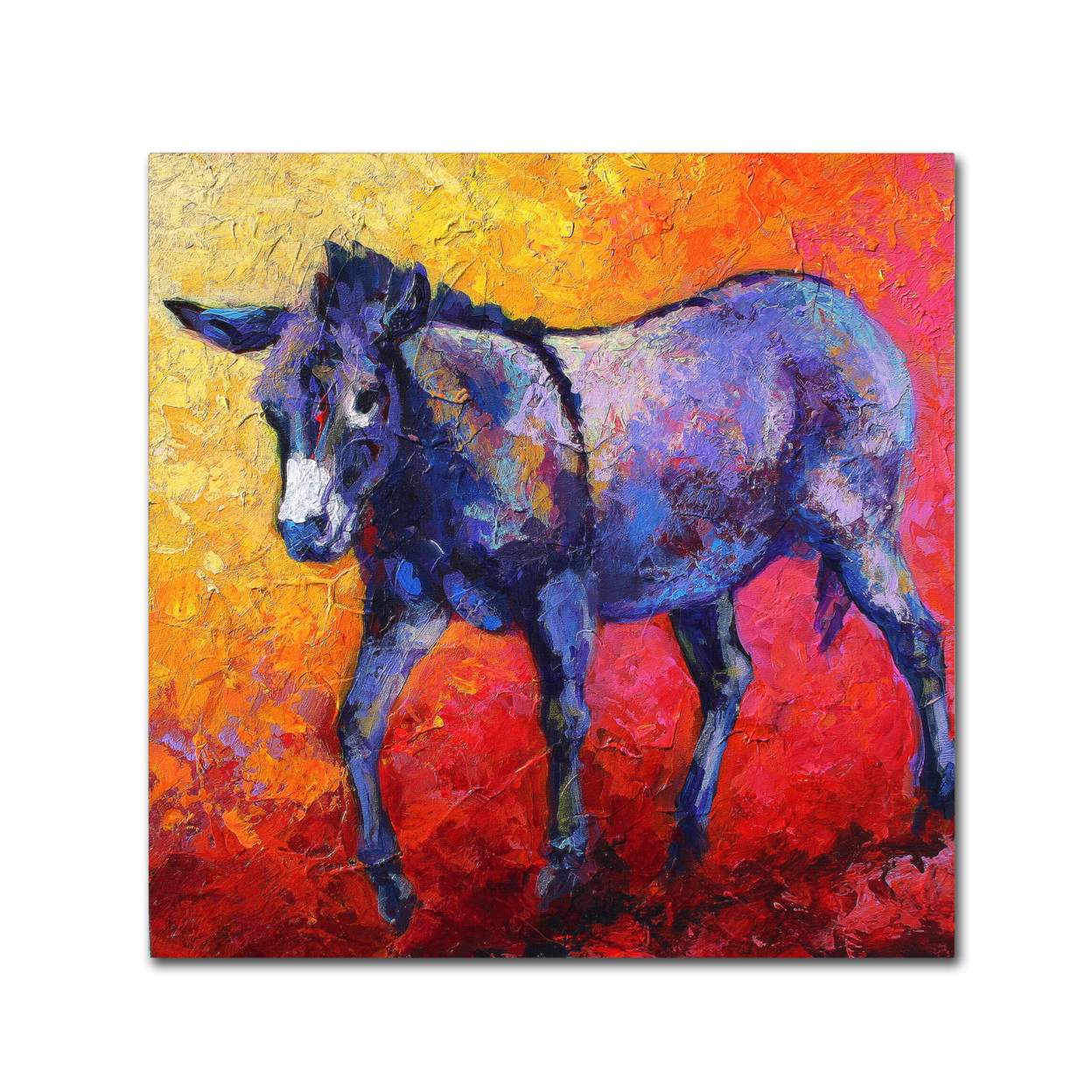 Marion Rose 'Burro II' Ready To Hang Canvas Art 14 X 14 Inches Made In USA