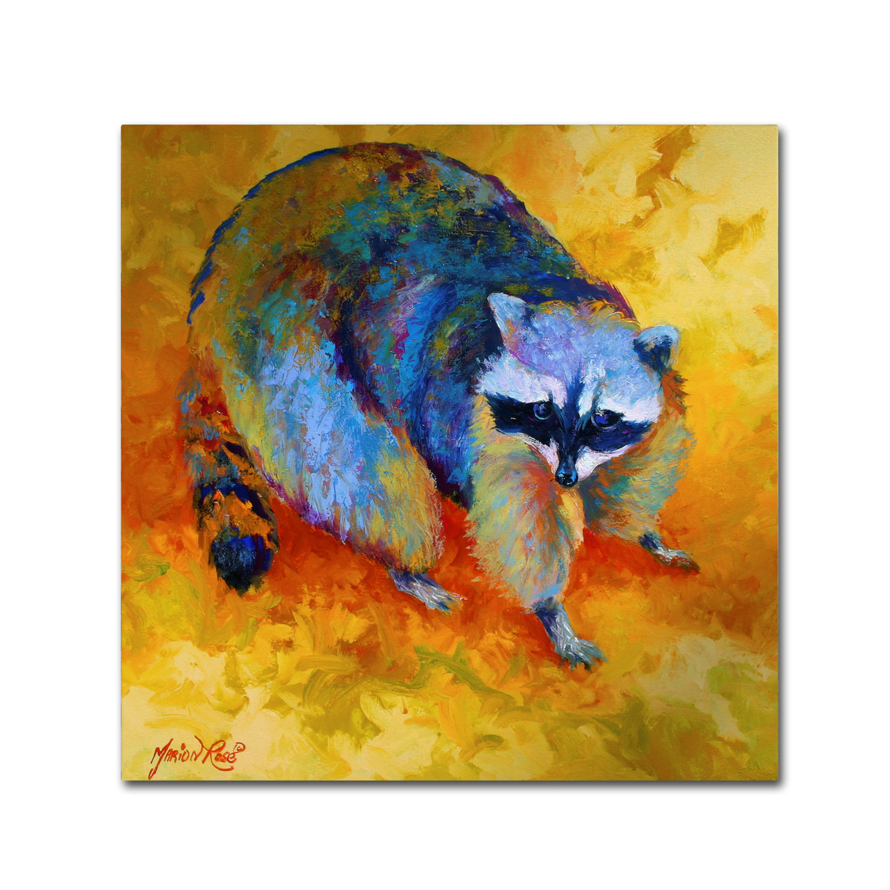Marion Rose 'Coon' Ready To Hang Canvas Art 14 X 14 Inches Made In USA