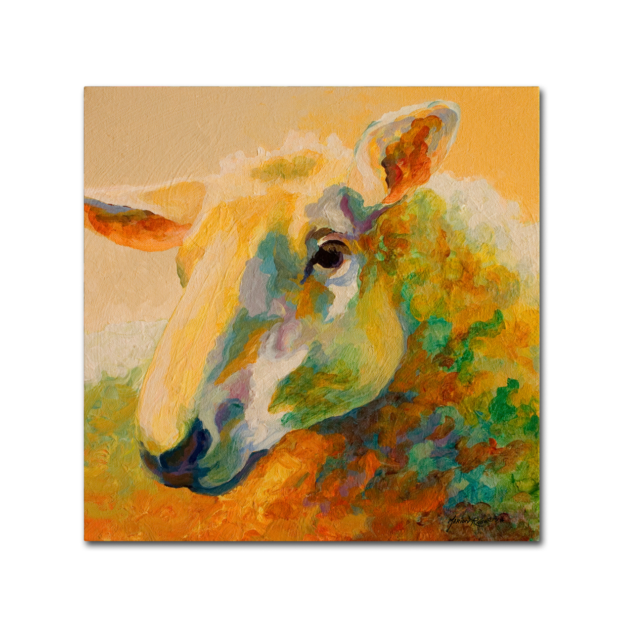 Marion Rose 'Ewe Study III' Ready To Hang Canvas Art 14 X 14 Inches Made In USA