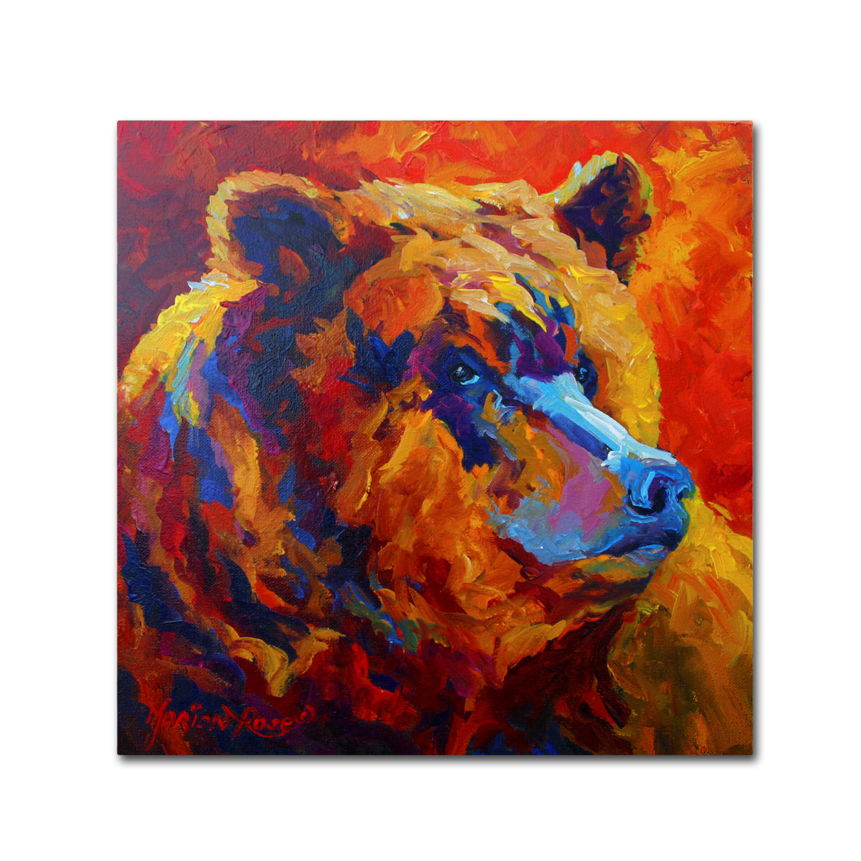 Marion Rose 'Grizz Portrait II' Ready To Hang Canvas Art 14 X 14 Inches Made In USA