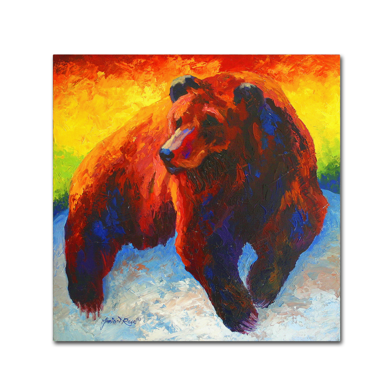Marion Rose 'Lookout Grizz' Ready To Hang Canvas Art 14 X 14 Inches Made In USA