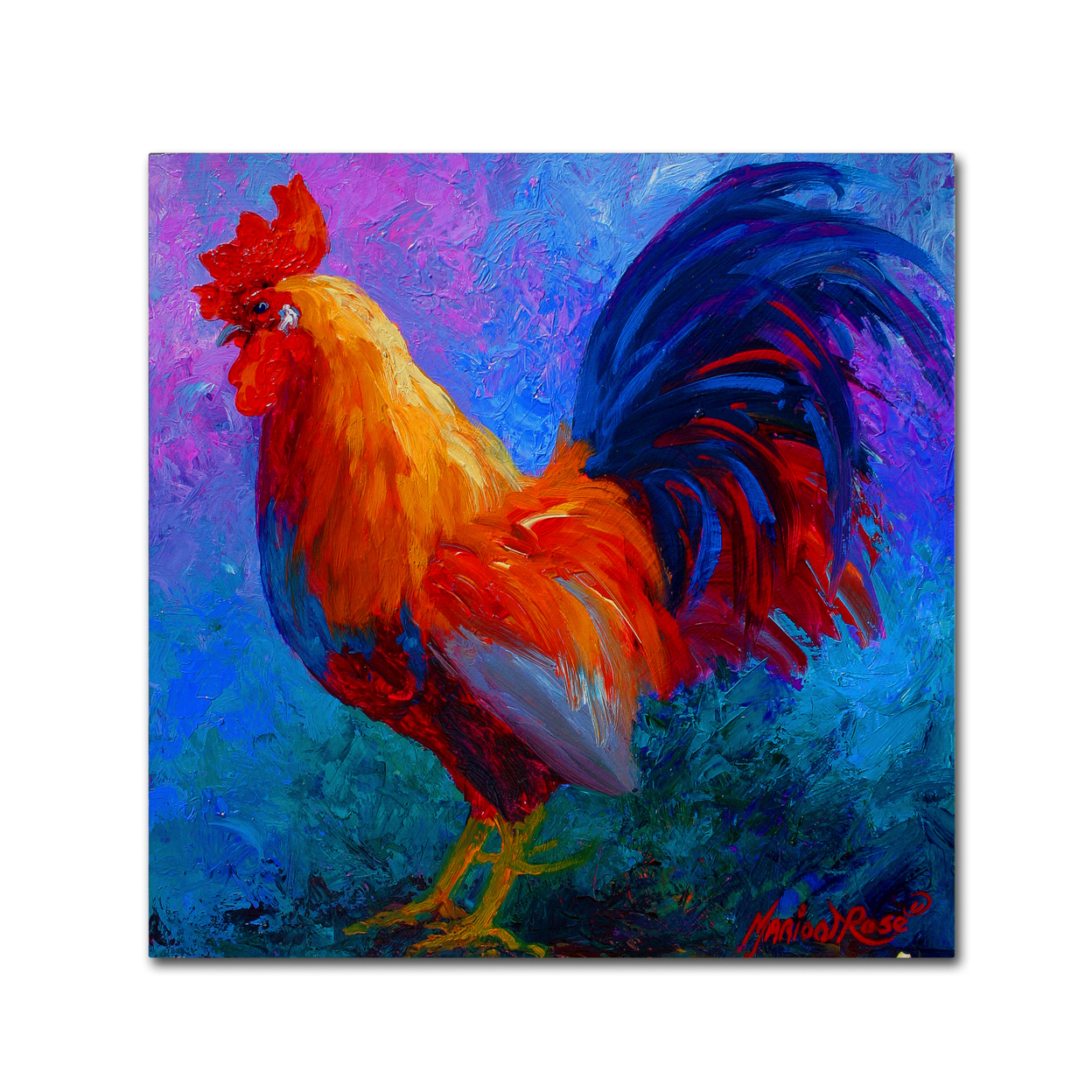 Marion Rose 'Rooster Bob 1' Ready To Hang Canvas Art 14 X 14 Inches Made In USA