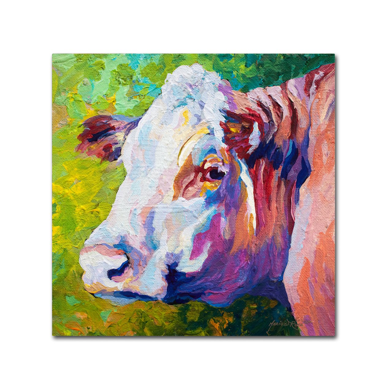 Marion Rose 'White Face Cow' Ready To Hang Canvas Art 14 X 14 Inches Made In USA