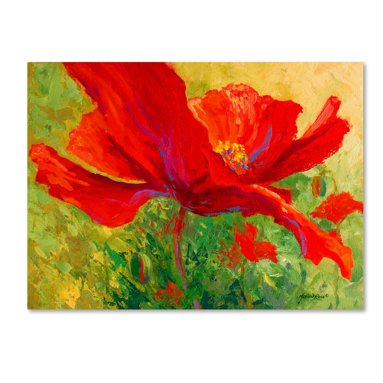 Marion Rose 'Red Poppy I' Ready To Hang Canvas Art 14 X 19 Inches Made In USA