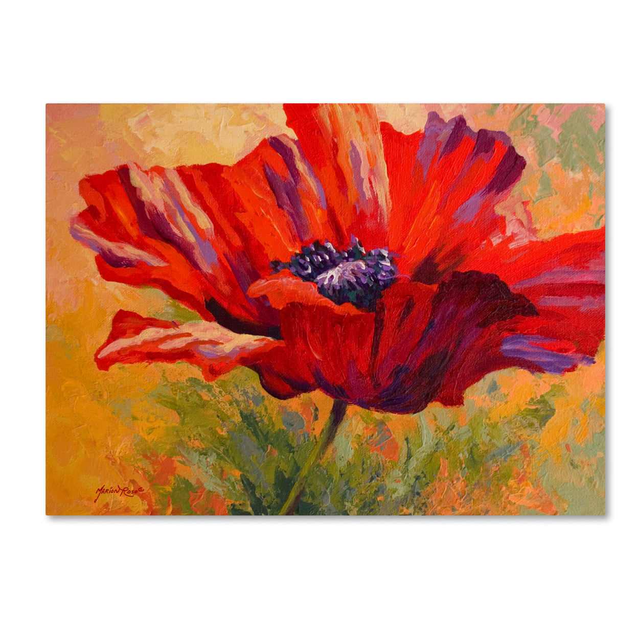 Marion Rose 'Red Poppy II' Ready To Hang Canvas Art 14 X 19 Inches Made In USA