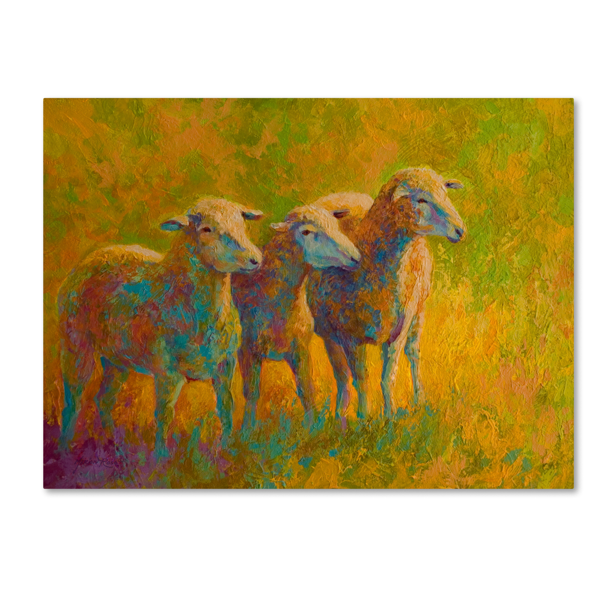 Marion Rose 'Sheep Trio' Ready To Hang Canvas Art 14 X 19 Inches Made In USA