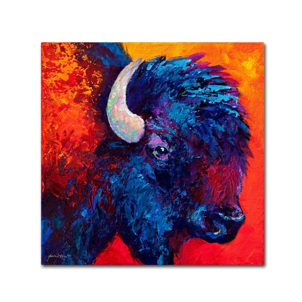 Marion Rose 'Bison Head II' Ready To Hang Canvas Art 18 X 18 Inches Made In USA