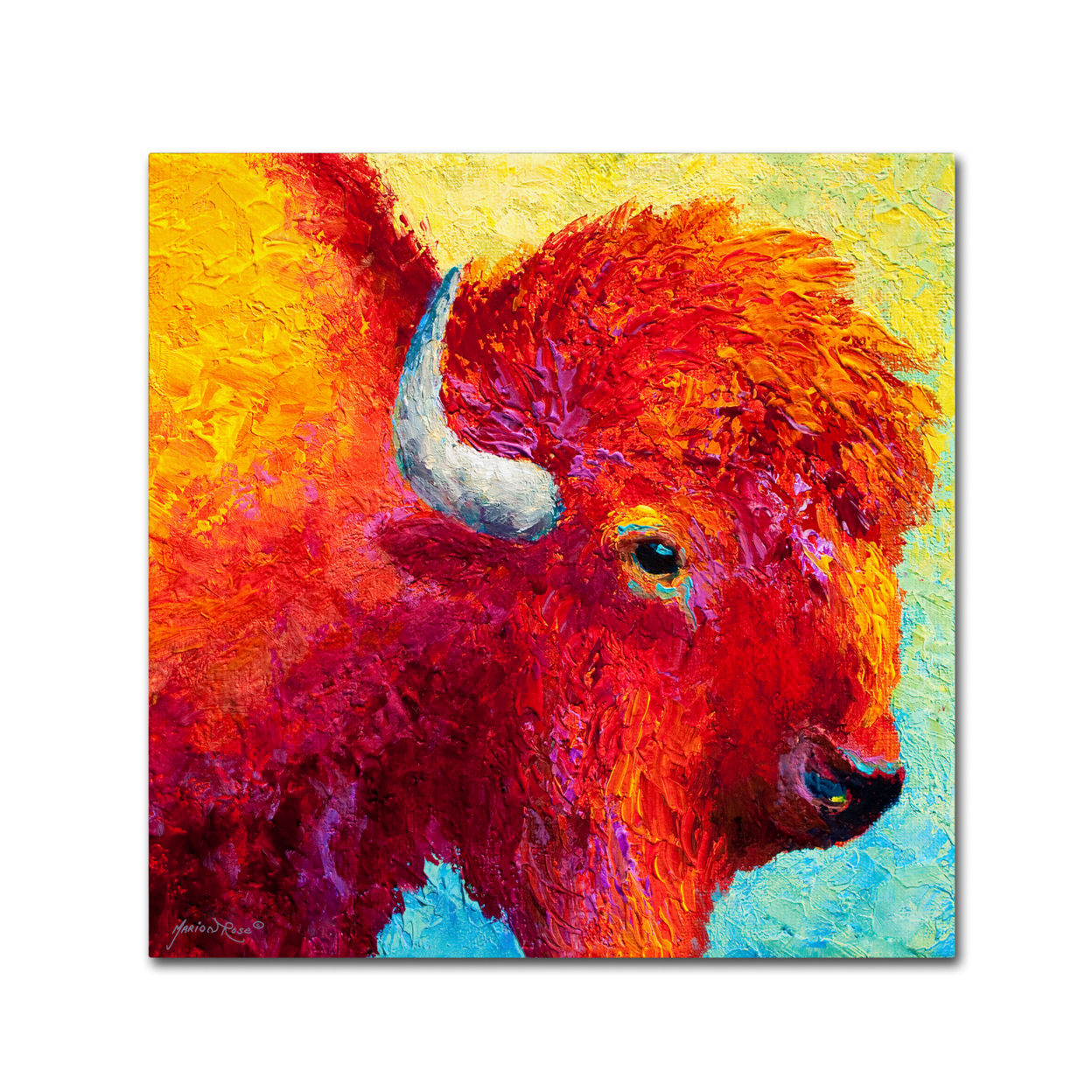 Marion Rose 'Bison Head IV' Ready To Hang Canvas Art 18 X 18 Inches Made In USA