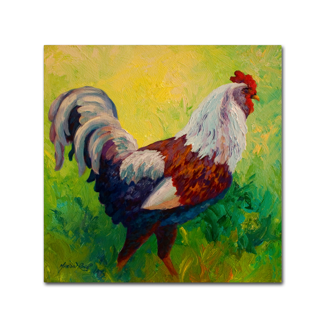 Marion Rose 'Full Of Himself Rooster' Ready To Hang Canvas Art 18 X 18 Inches Made In USA