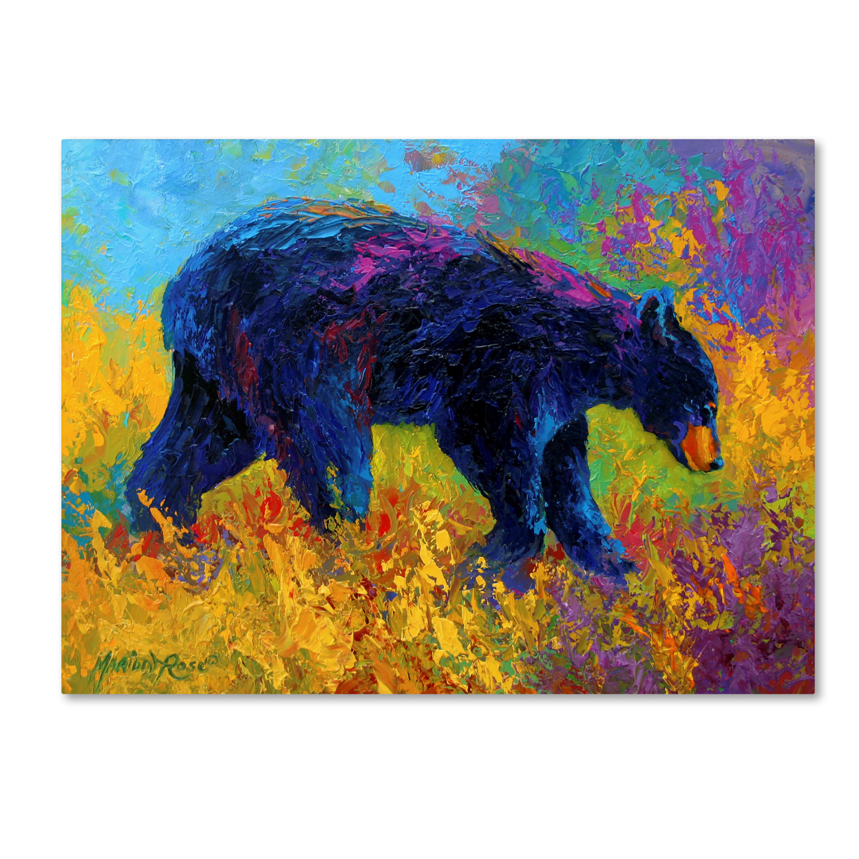 Marion Rose 'Young Restless II Black Bear Big' Ready To Hang Canvas Art 18 X 24 Inches Made In USA