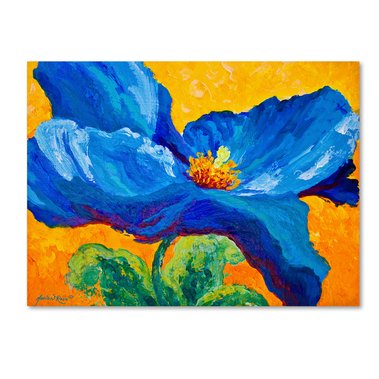 Marion Rose 'Blue Poppy 2' Ready To Hang Canvas Art 24 X 32 Inches Made In USA