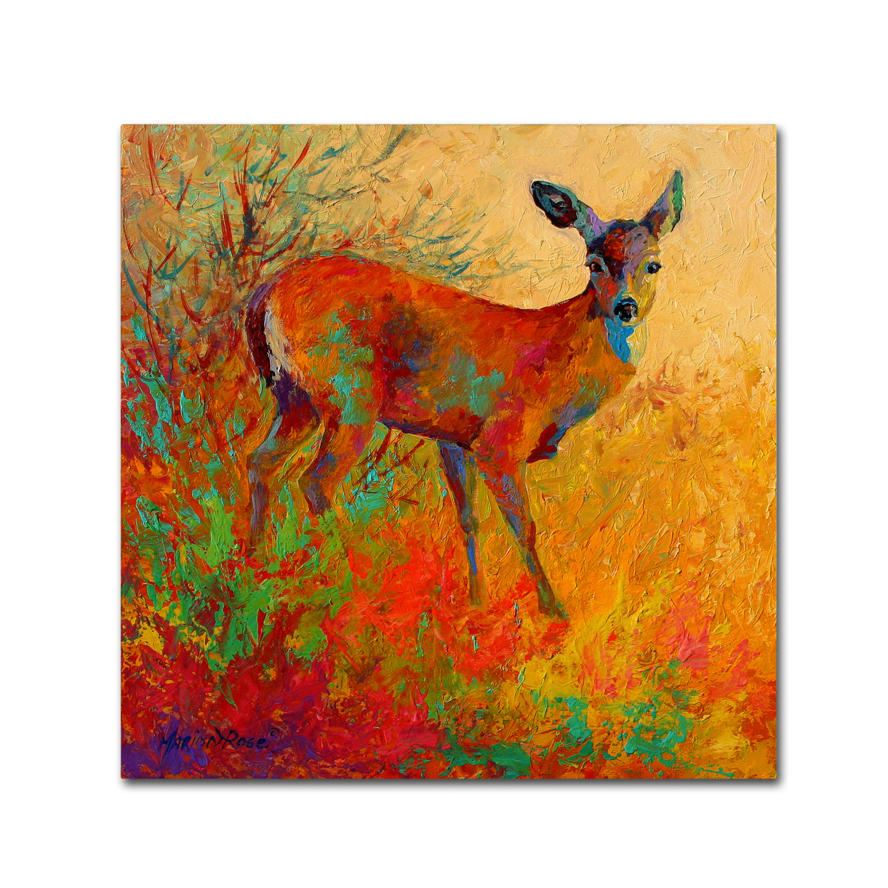 Marion Rose 'Doe' Ready To Hang Canvas Art 35 X 35 Inches Made In USA