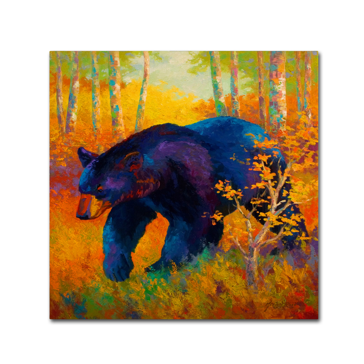 Marion Rose 'In To Spring Black Bear' Ready To Hang Canvas Art 35 X 35 Inches Made In USA