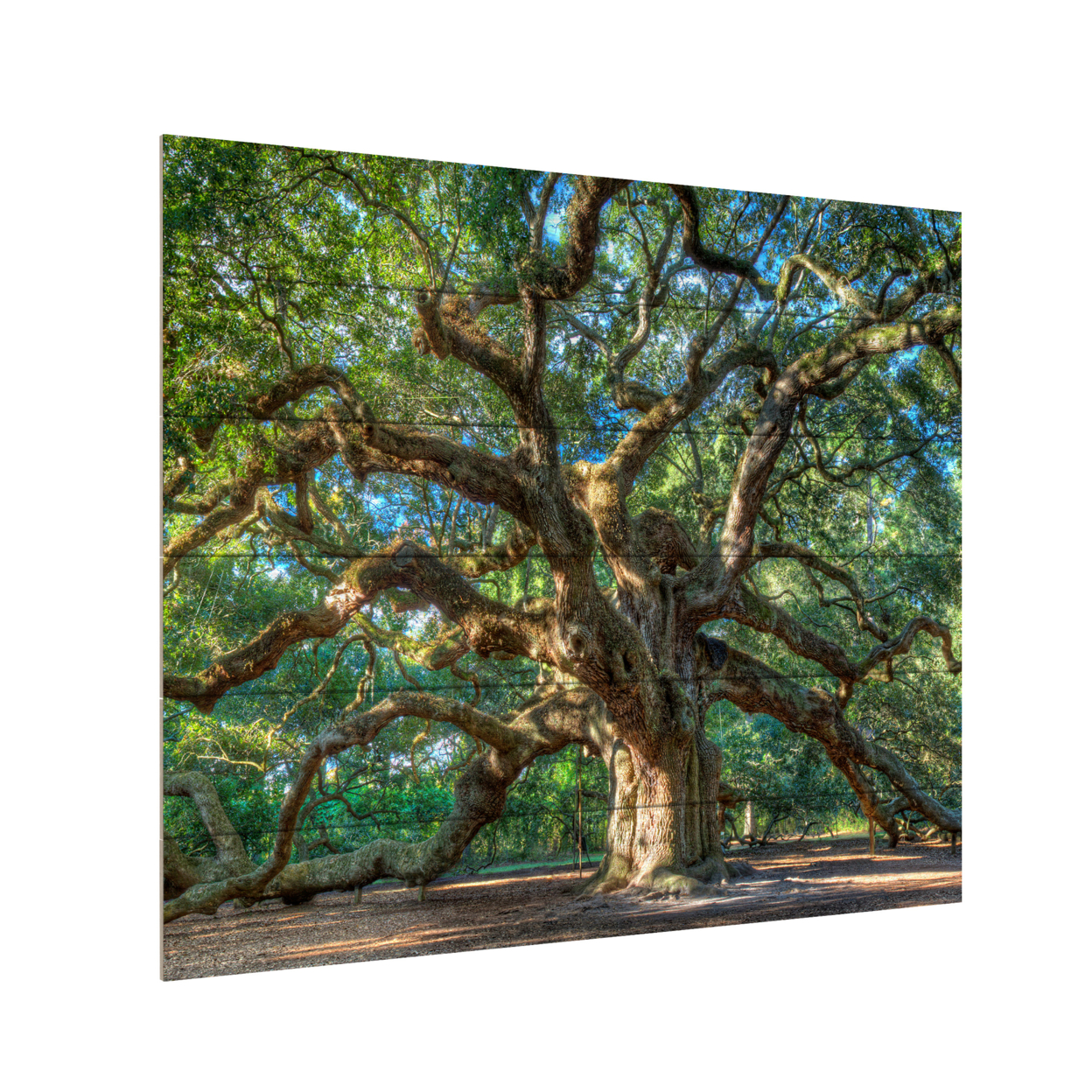 Wooden Slat Art 18 X 22 Inches Titled Angel Oak Charleston Ready To Hang Home Decor Picture