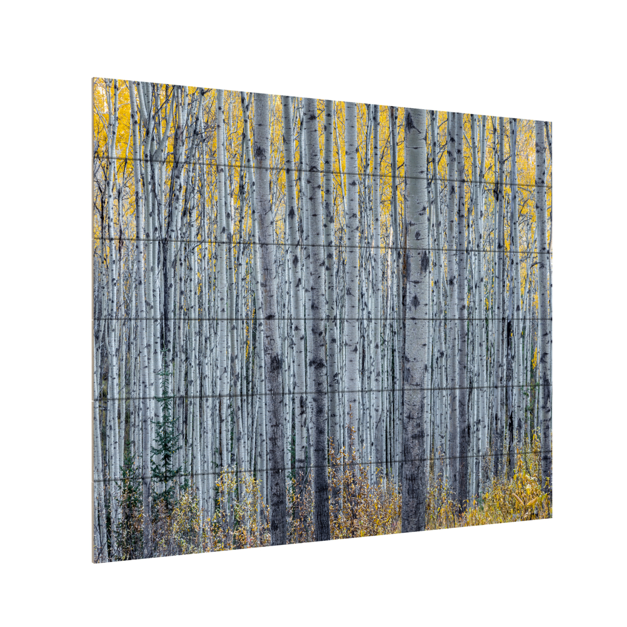Wooden Slat Art 18 X 22 Inches Titled Forest Of Aspen Trees Ready To Hang Home Decor Picture