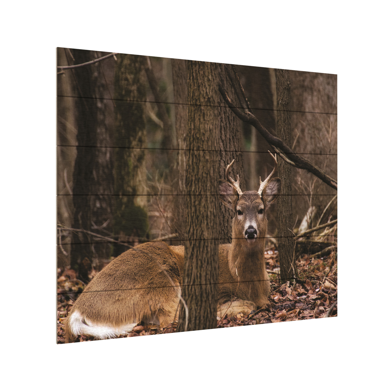 Wooden Slat Art 18 X 22 Inches Titled Sitting Deer/Lake Isaac Ready To Hang Home Decor Picture
