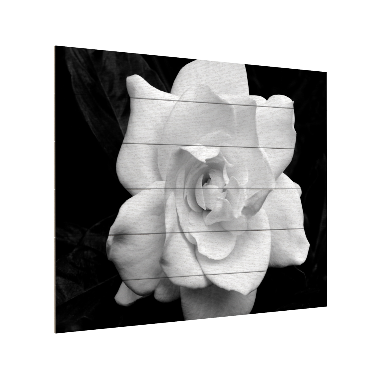 Wooden Slat Art 18 X 22 Inches Titled Gardenia In Black And White Ready To Hang Home Decor Picture