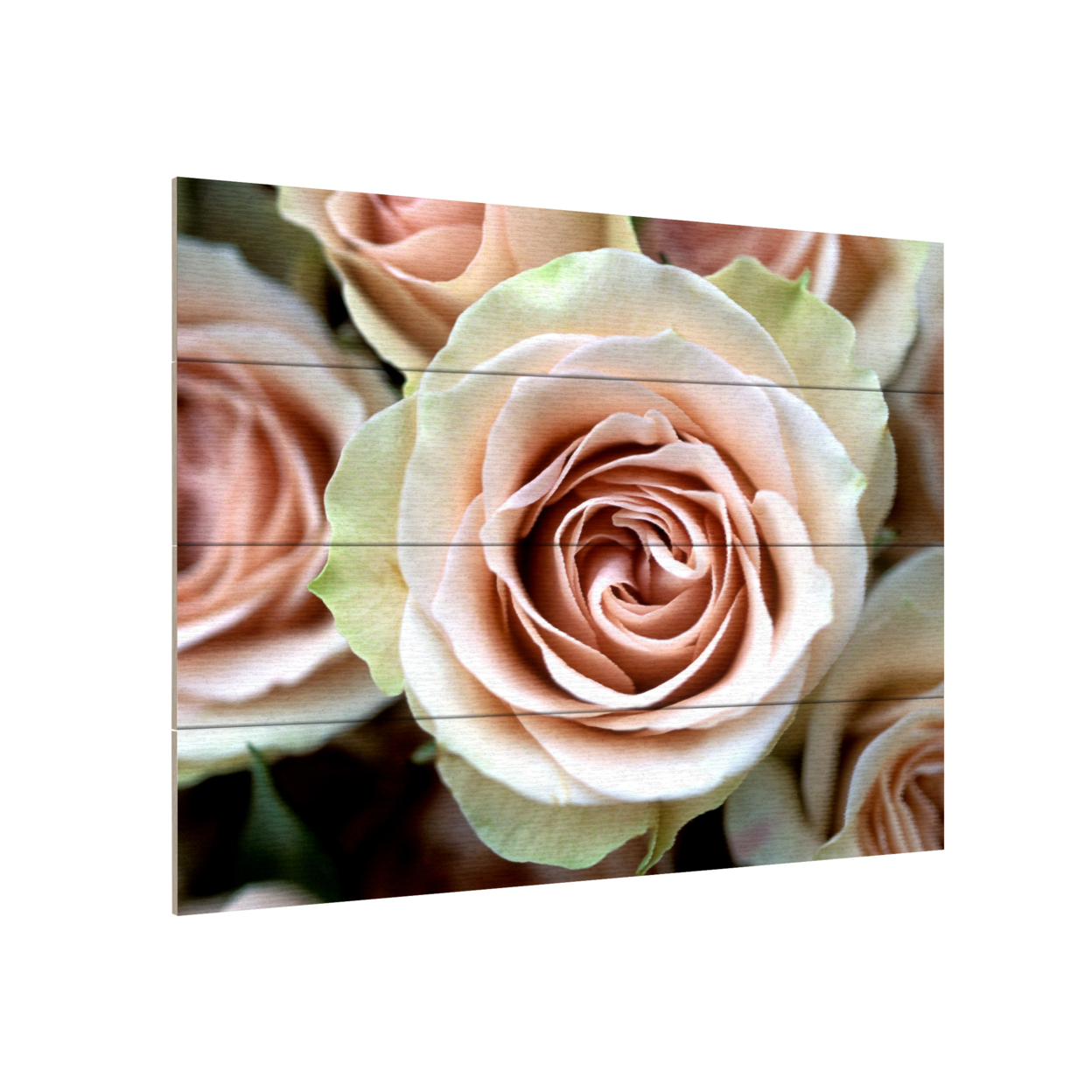 Wall Art 12 X 16 Inches Titled Pale Pink Roses Ready To Hang Printed On Wooden Planks