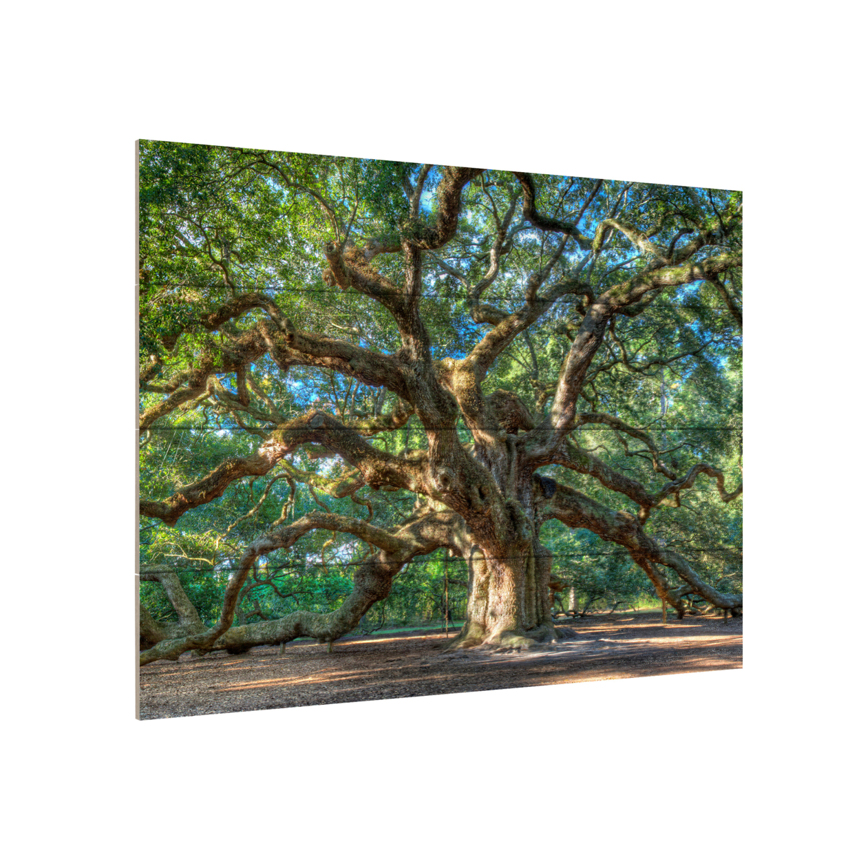 Wall Art 12 X 16 Inches Titled Angel Oak Charleston Ready To Hang Printed On Wooden Planks