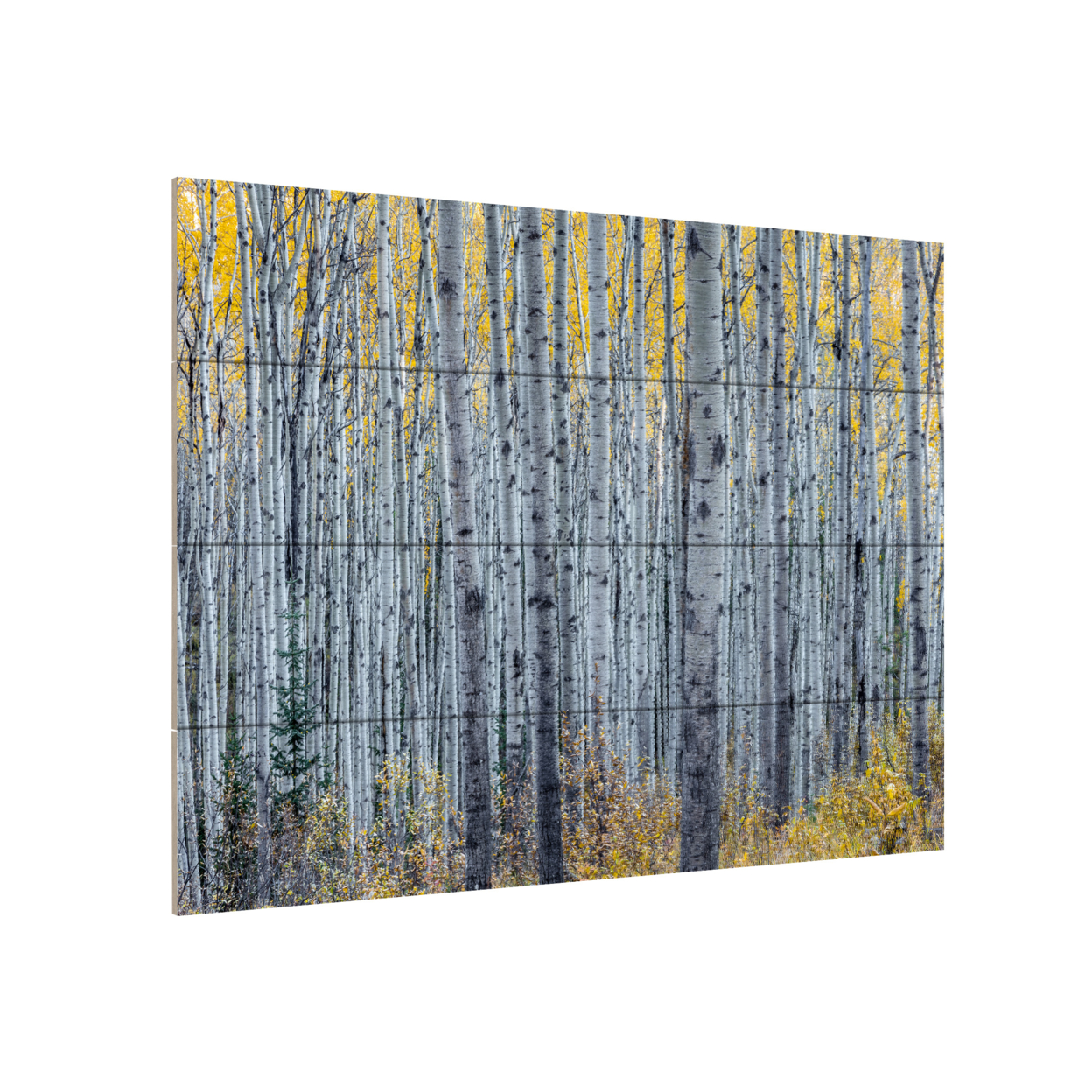 Wall Art 12 X 16 Inches Titled Forest Of Aspen Trees Ready To Hang Printed On Wooden Planks