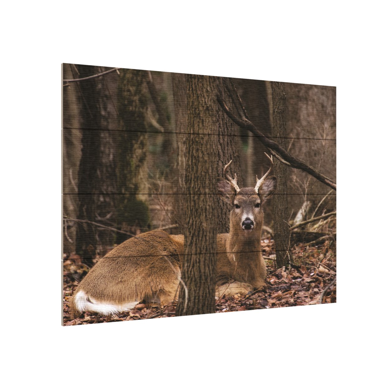Wall Art 12 X 16 Inches Titled Sitting Deer/Lake Isaac Ready To Hang Printed On Wooden Planks