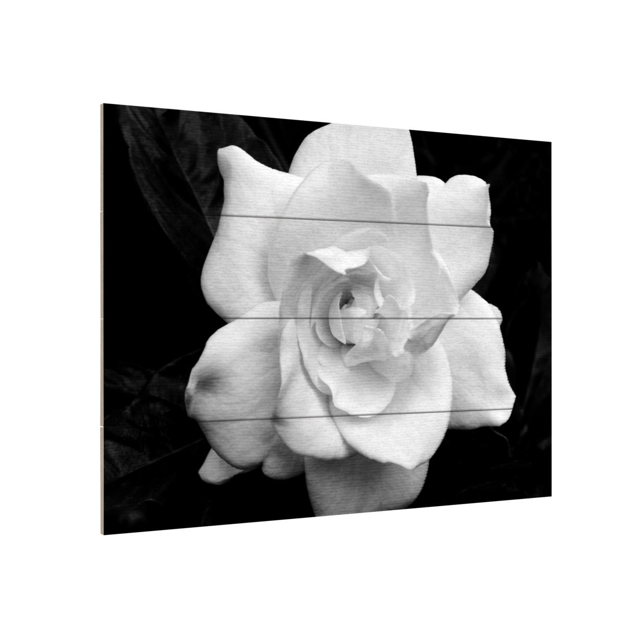 Wall Art 12 X 16 Inches Titled Gardenia In Black And White Ready To Hang Printed On Wooden Planks