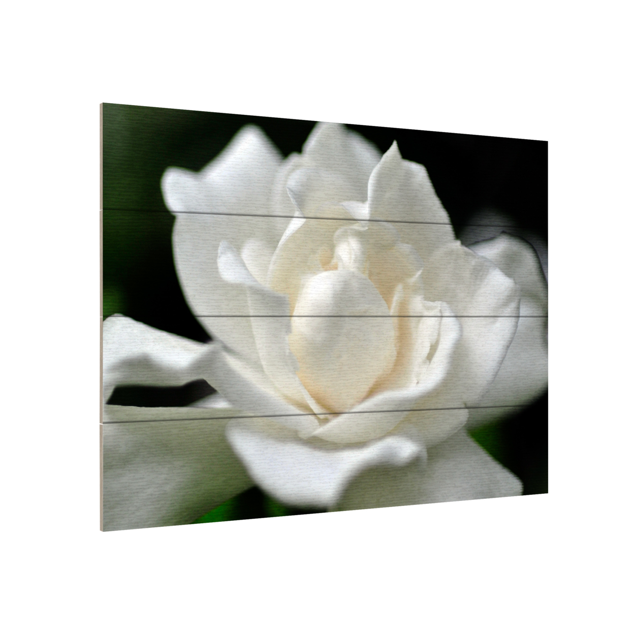 Wall Art 12 X 16 Inches Titled Lovely Gardenia Ready To Hang Printed On Wooden Planks