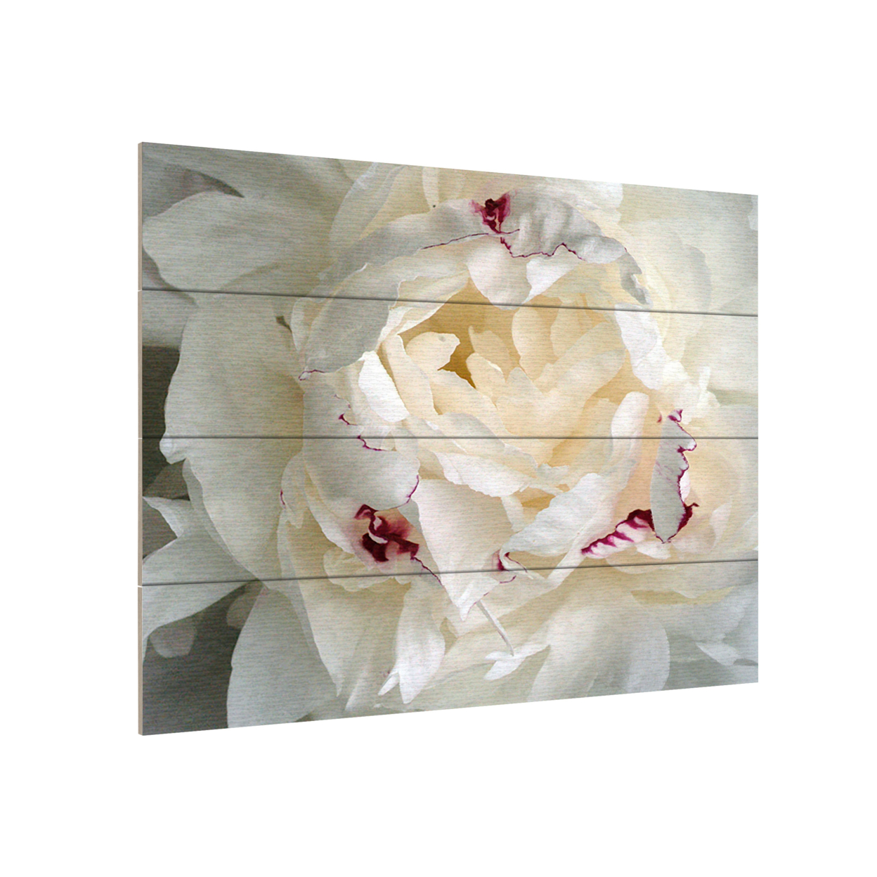 Wall Art 12 X 16 Inches Titled Perfect Peony Ready To Hang Printed On Wooden Planks