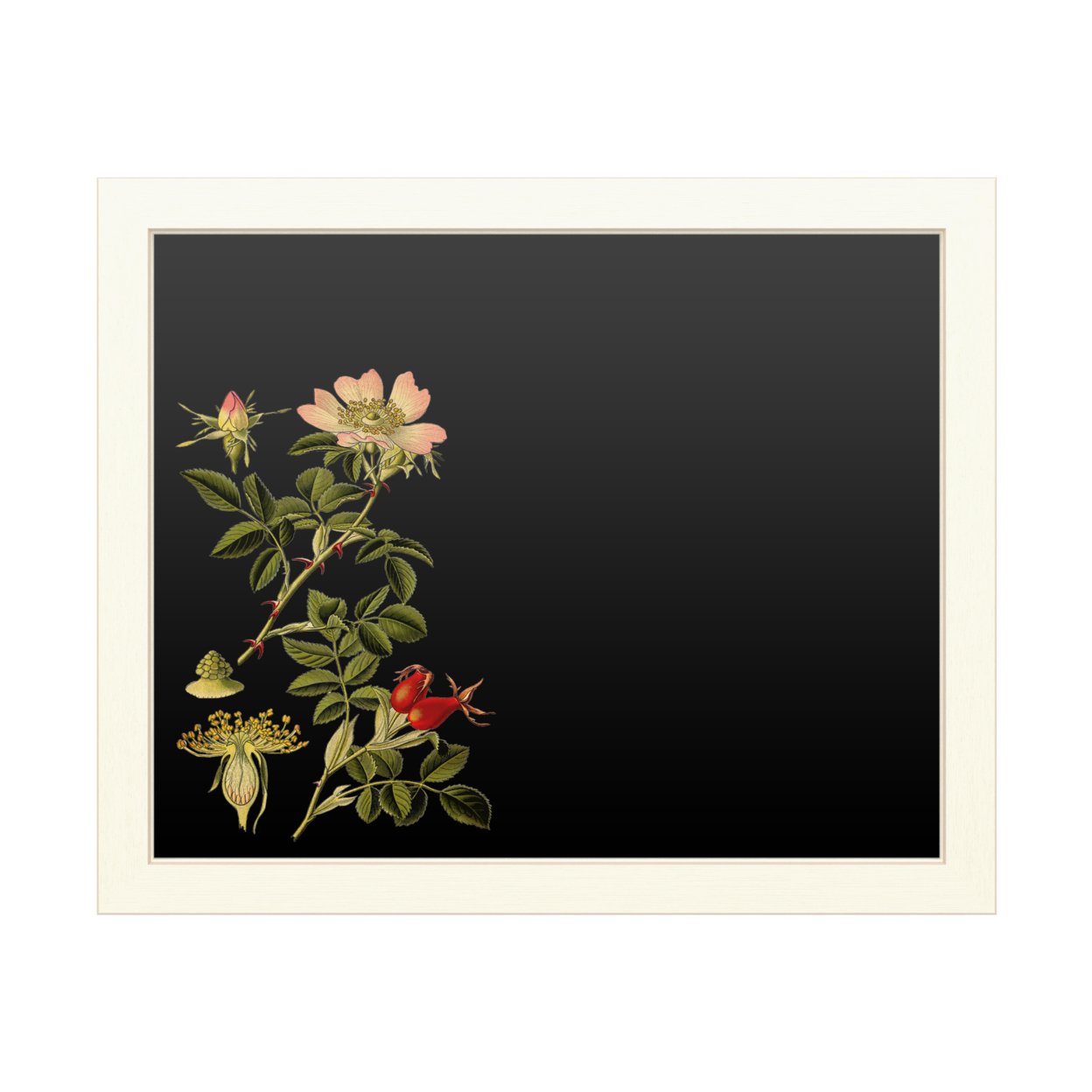16 X 20 Chalk Board With Printed Artwork - Vision Studio Midnight Botanical I White Board - Ready To Hang Chalkboard