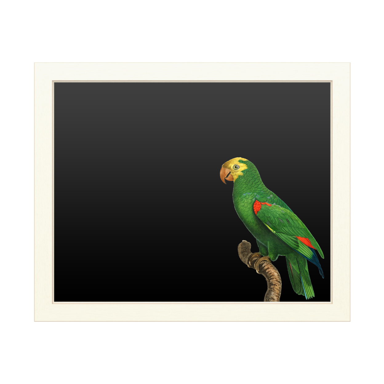 16 X 20 Chalk Board With Printed Artwork - Barraband Parrot Of The Tropics Iii White Board - Ready To Hang Chalkboard