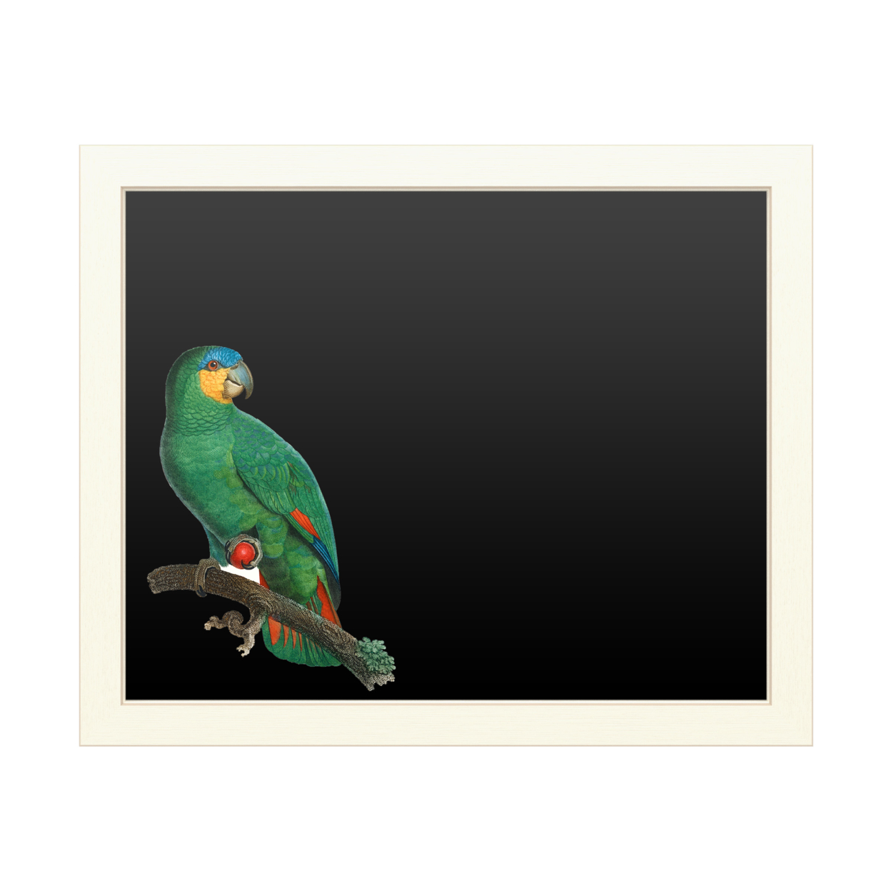 16 X 20 Chalk Board With Printed Artwork - Barraband Parrot Of The Tropics I White Board - Ready To Hang Chalkboard